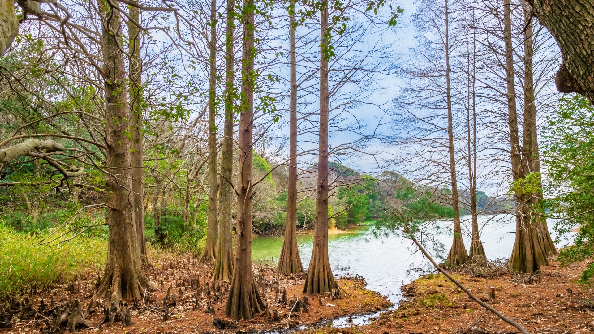 ペット供養の方法：植樹