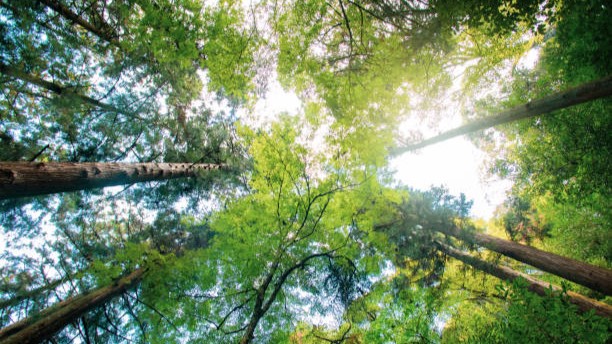 >樹木葬を選ぶ際の注意点” /></p>
<h3><span id=